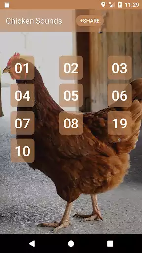 Play Chicken sounds