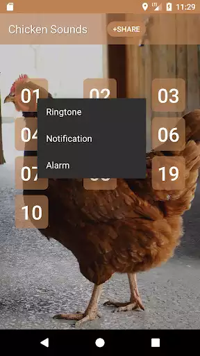 Play Chicken sounds