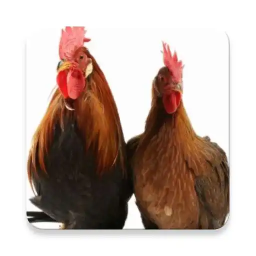 Play Chicken Sounds ~ Sclip.app APK