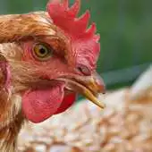 Free play online Chickens Wallpaper Images APK