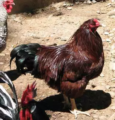 Play Chickens Wallpaper Images