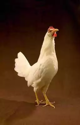 Play Chickens Wallpaper Images