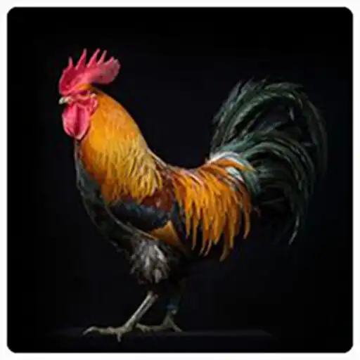 Chicken Wallpaper HD online game with UptoPlay