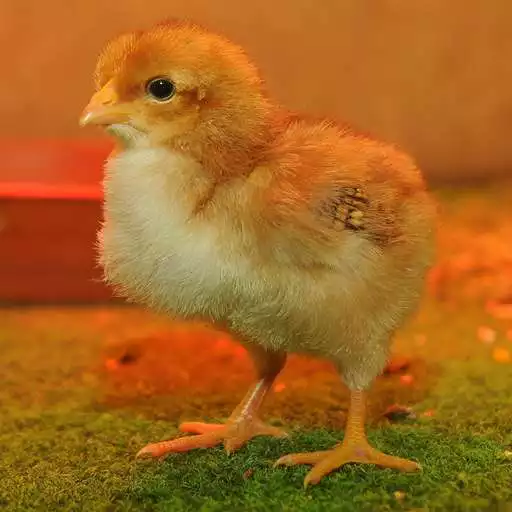 Free play online Chicken Wallpaper APK Free play online Chicken Wallpaper APK