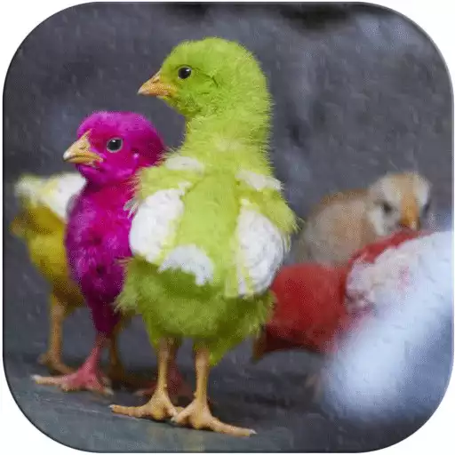 Free play online Chicks Wallpapers APK