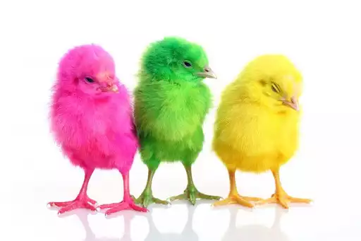 Play Chicks Wallpapers