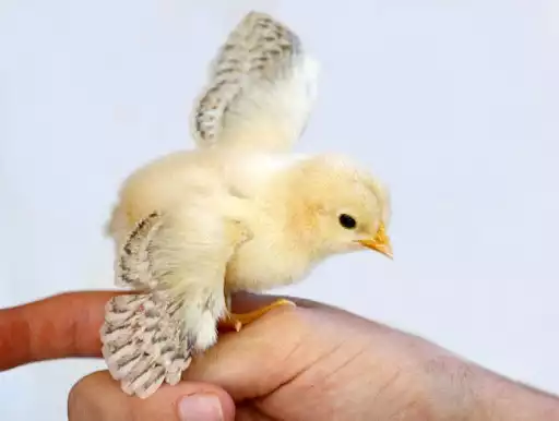 Play Chicks Wallpapers