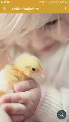Play Chicks Wallpapers