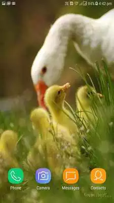 Play Chicks Wallpapers