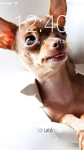 Play Chihuahua Dog PIN Lock  and enjoy Chihuahua Dog PIN Lock with UptoPlay