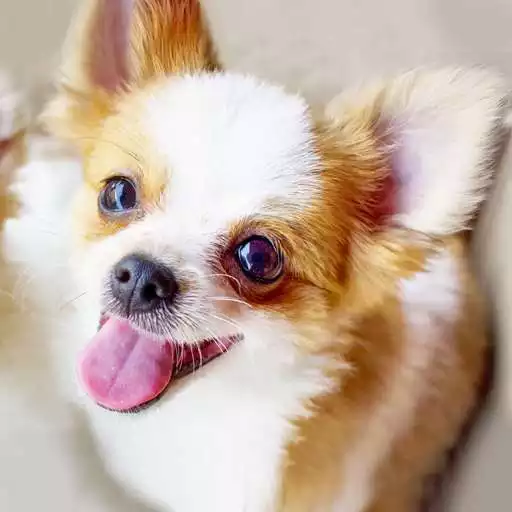 Play Chihuahua Dog Simulator APK Play Chihuahua Dog Simulator APK