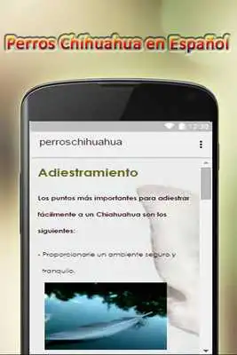 Play Chihuahua dogs in Spanish