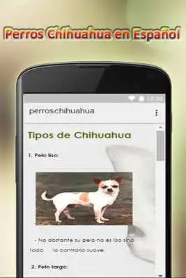 Play Chihuahua dogs in Spanish