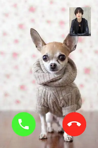Play Chihuahua Dog Video Call as an online game online Chihuahua Dog Video Call with UptoPlay Play Chihuahua Dog Video Call as an online game Chihuahua Dog Video Call with UptoPlay