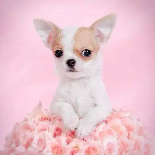 Free play online Chihuahua Dog Wallpapers Hd APK