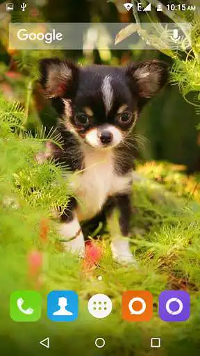 Play Chihuahua Dog Wallpapers Hd