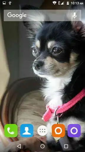 Play Chihuahua Dog Wallpapers Hd