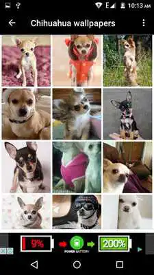 Play Chihuahua Dog Wallpapers Hd