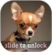 Free play online Chihuahua Lock Screen APK
