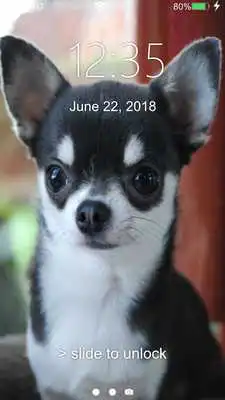 Play Chihuahua Lock Screen