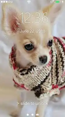 Play Chihuahua Lock Screen