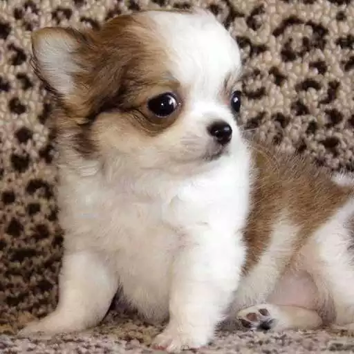 Free play online Chihuahua Puppies Wallpaper APK Free play online Chihuahua Puppies Wallpaper APK