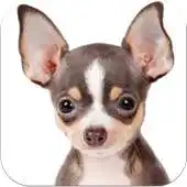 Free play online Chihuahuas HQ Pictures APK Free play online Chihuahuas HQ Pictures APK