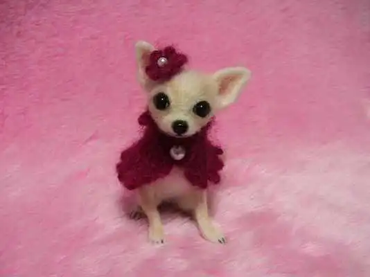 Play Chihuahuas HQ Pictures