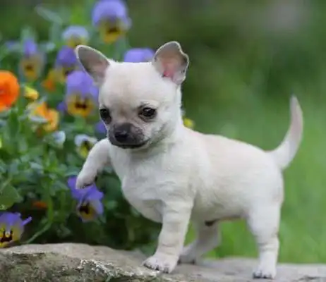 Play Chihuahuas HQ Pictures
