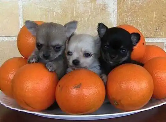 Play Chihuahuas HQ Pictures