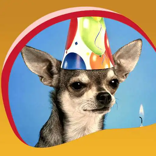 Free play online Chihuahuas Live Wallpapers  APK
