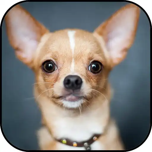 Free play online Chihuahuas Wallpapers APK