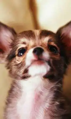 Play Chihuahuas Wallpapers