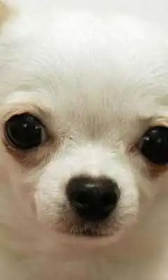 Play Chihuahuas Wallpapers