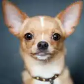 Free play online Chihuahua Wallpaper App APK Free play online Chihuahua Wallpaper App APK