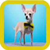 Free play online Chihuahua Wallpaper For Free APK