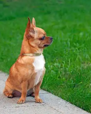 Play Chihuahua Wallpaper For Free