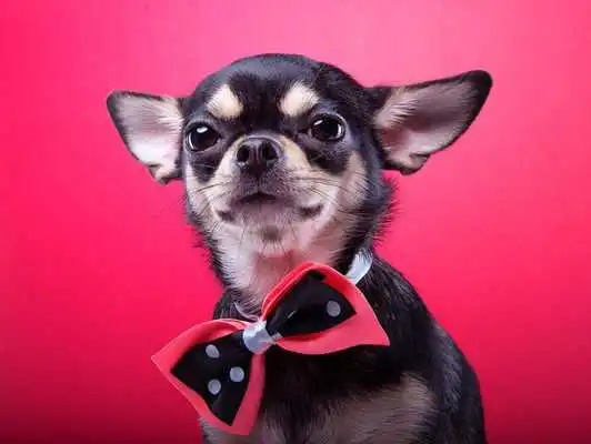 Play Chihuahua Wallpaper For Free