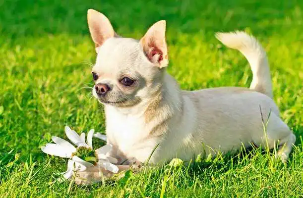 Play Chihuahua Wallpaper For Free