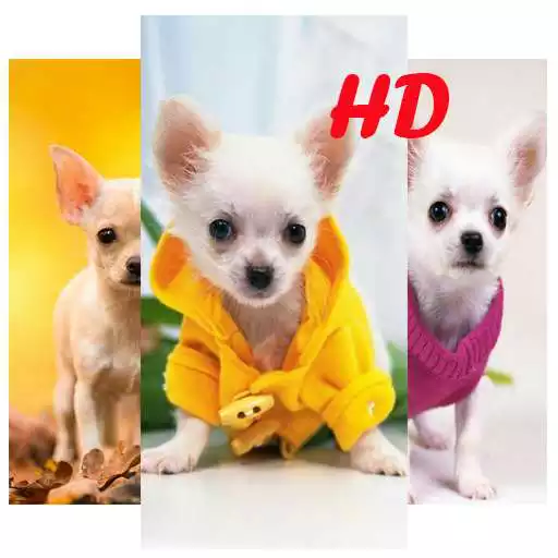 Free play online Chihuahua Wallpaper HD APK