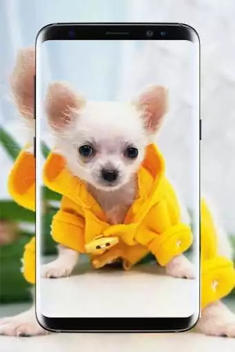 Play Chihuahua Wallpaper HD
