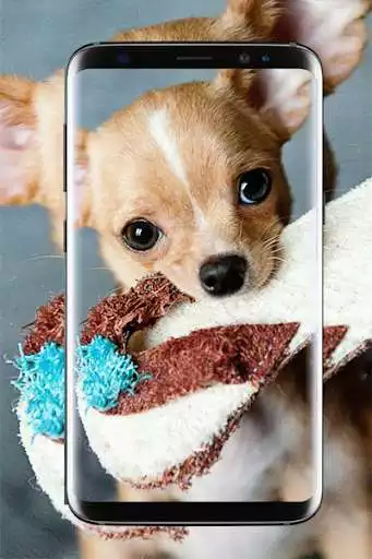 Play Chihuahua Wallpaper HD