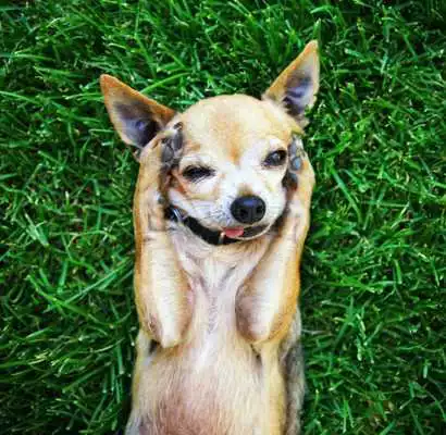 Play Chihuahua Wallpaper HD