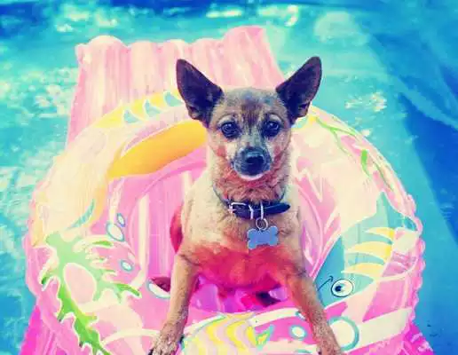 Play Chihuahua Wallpaper HD