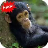 Free play online Chimpanzees APK