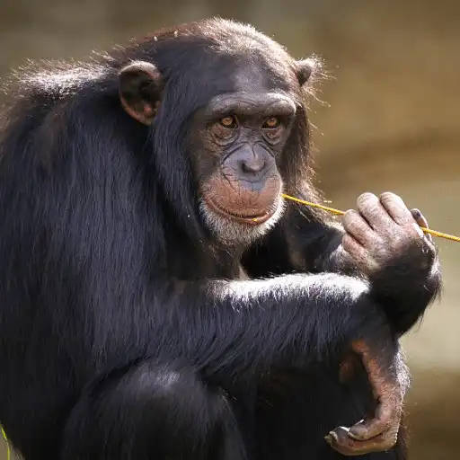 Play Chimpanzee Sounds APK