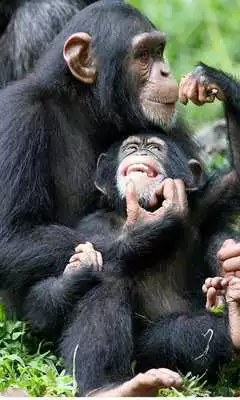 Play Chimpanzees