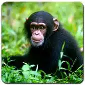 Free play online Chimpanzee Wallpaper APK