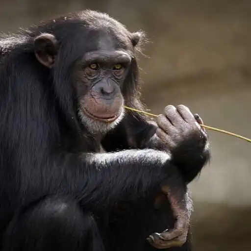Play Chimpanzee Wallpaper APK