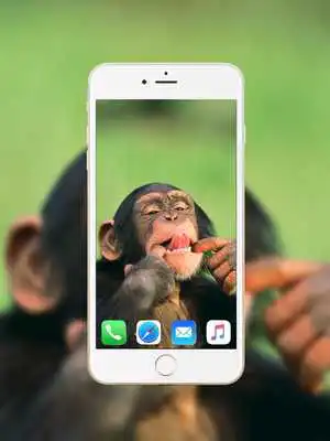 Play Chimpanzee Wallpaper